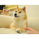 The Doge NFT icon